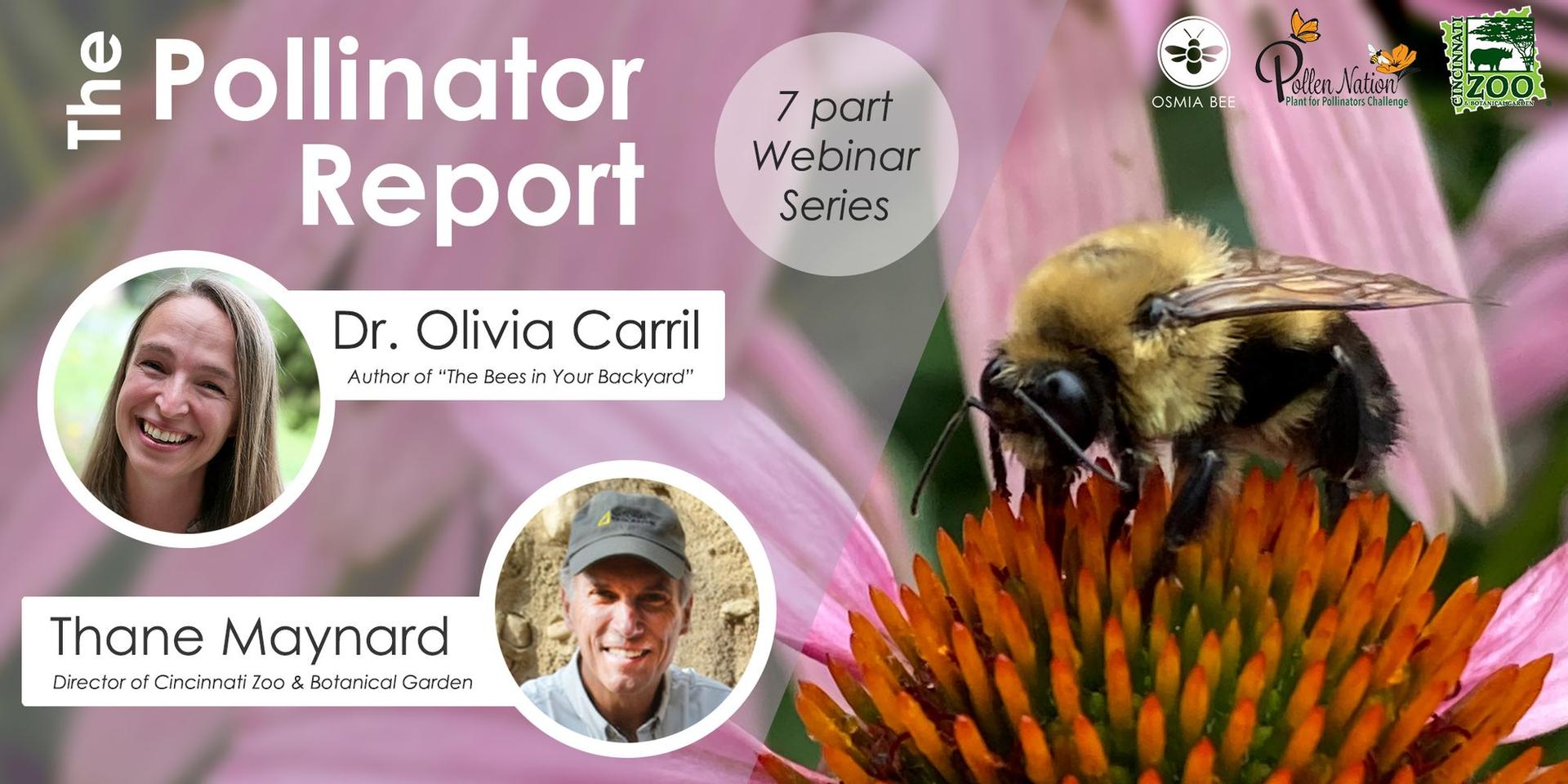 Cover Image for The Wild Bees of Cincinnati: Learning about tiny bees that live in the big city.