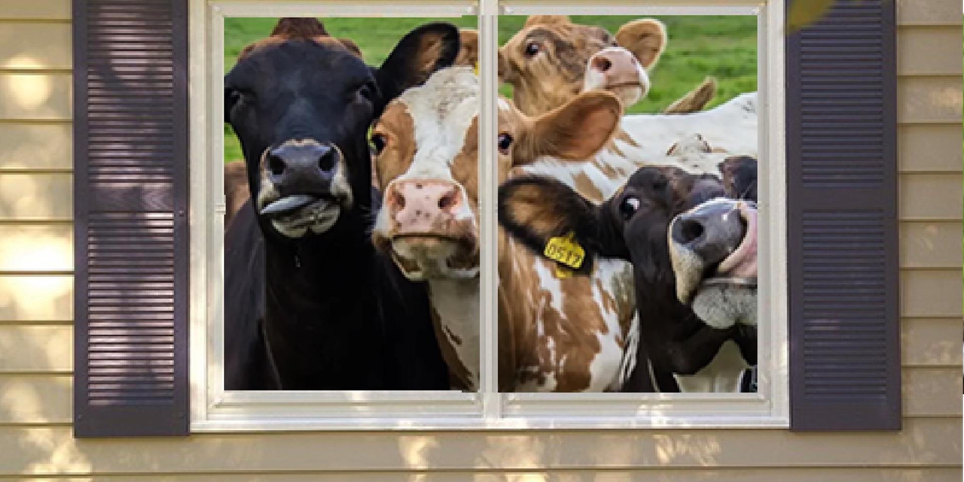 Cover Image for Cows Warming Party