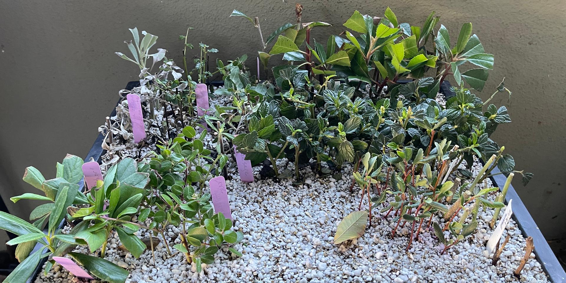 Cover Image for Plants for Free! Propagating California Natives by Seed and by Stem Cuttings Presented by a Guest Expert from Theodore Payne Foundation 