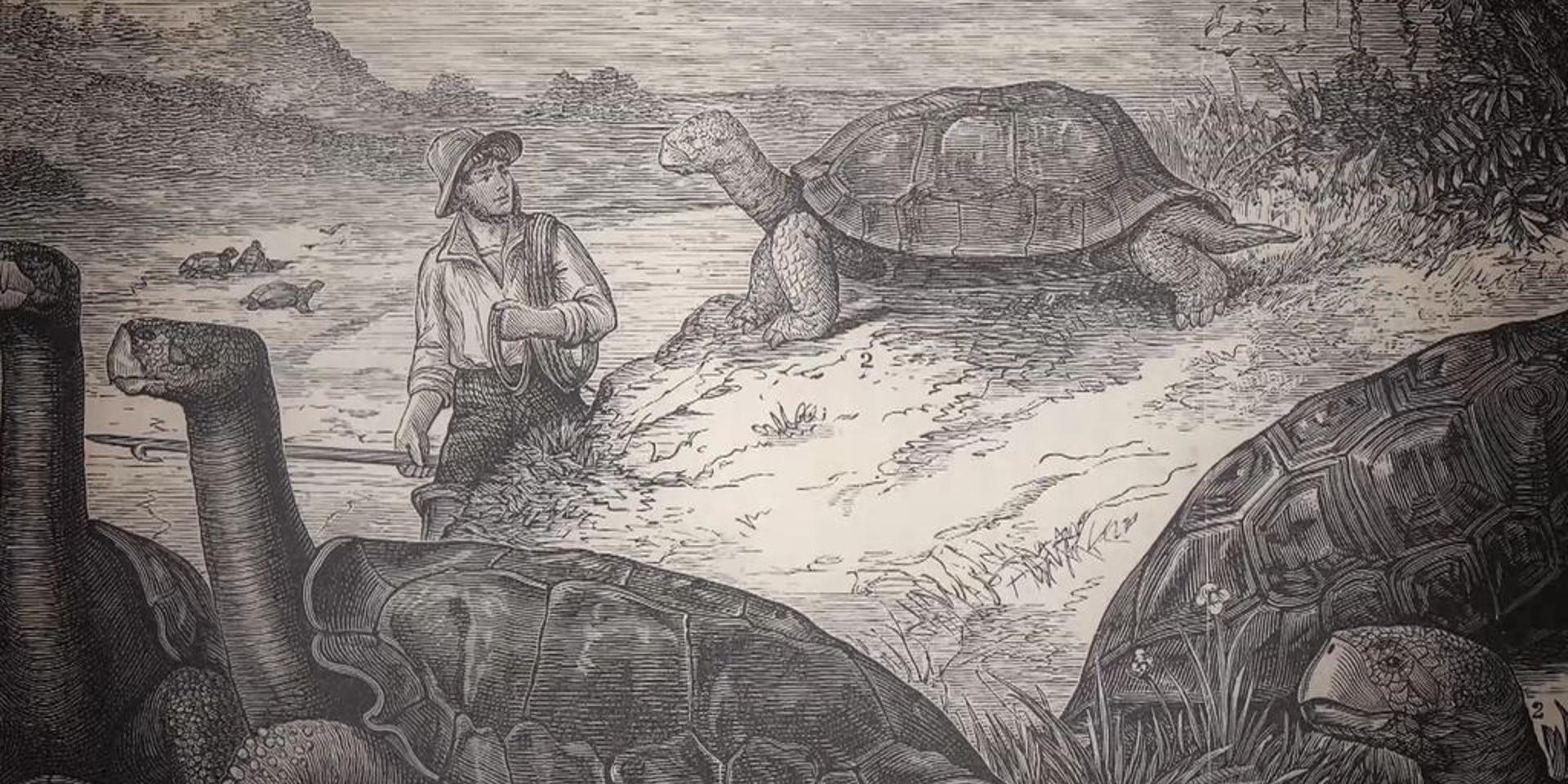Cover Image for LIVE #17 - 1541: El naufragio de fray Tomás de Berlanga