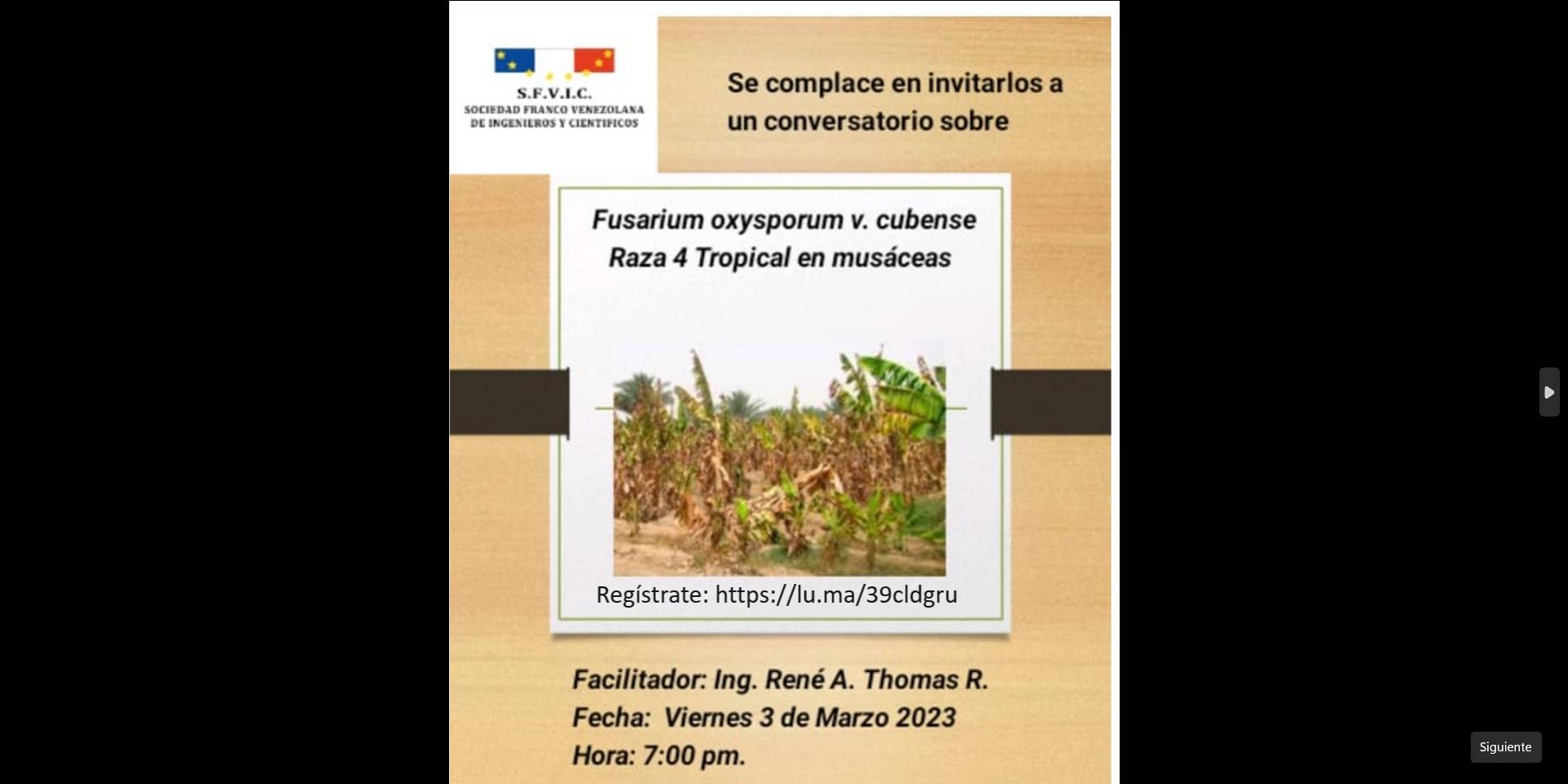 Cover Image for HOY VIERNES A LAS 7:00 PM Que es el Hongo del banano o Fasarium oxusporum v. cubense Raza 4 Tropical en musáceas