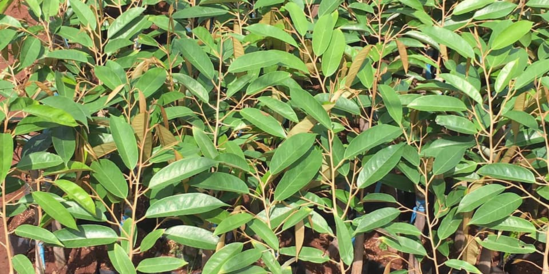 Ảnh bìa cho Tìm hiểu về cây công trình và tư vấn địa chỉ mua cây giống tin cậy