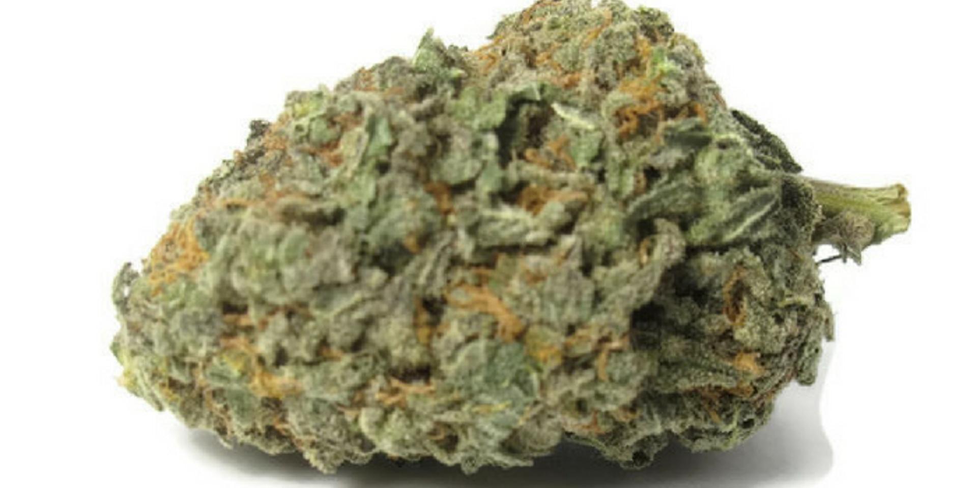 Cover Image for Things You Need To Know About Blue Coma Strain