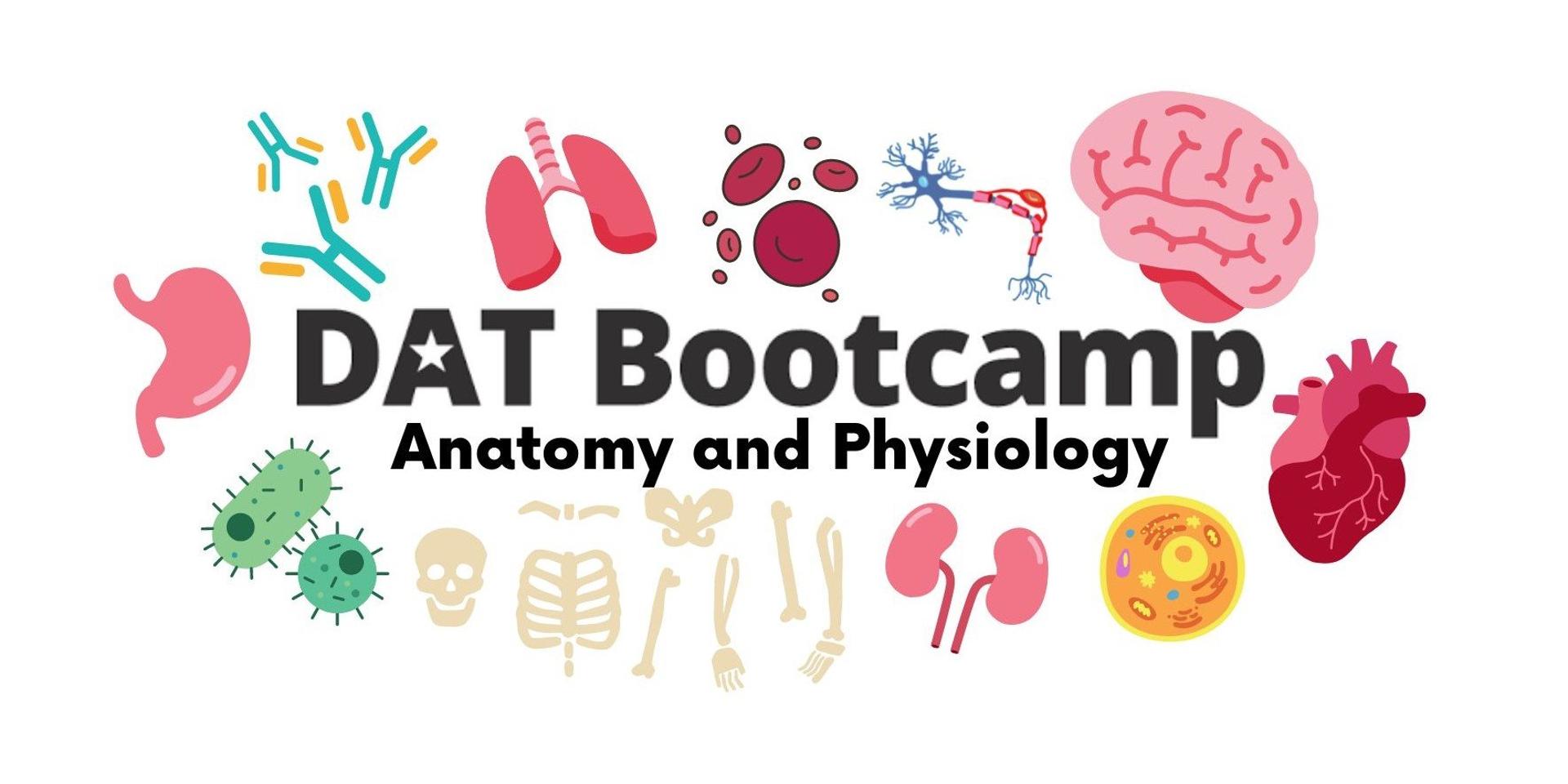 Cover Image for DAT Biology: Anatomy and Physiology Crash Course